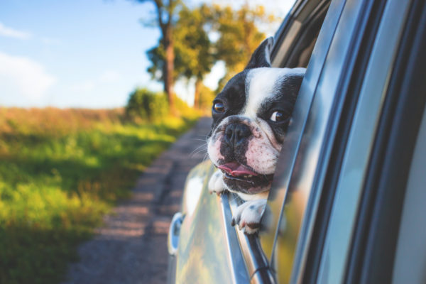 Do pugs drive cars? We're not really sure