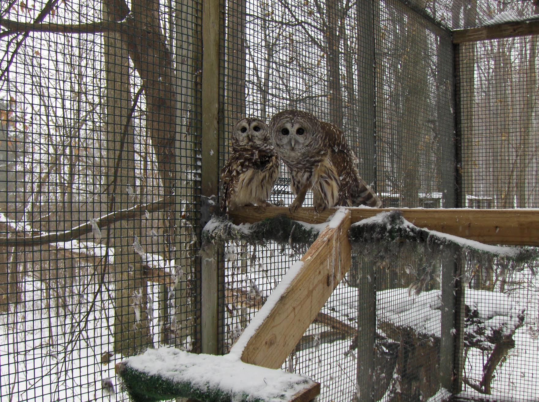 Natural Occurences: “Surviving Winter, Raptor Rescue Up North”, by Ellyn Gaydos