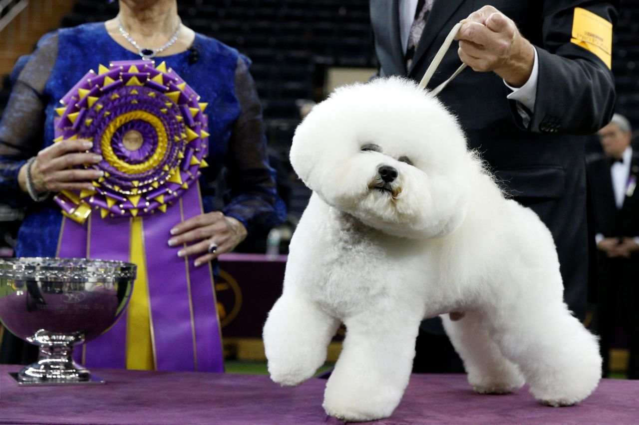 Natural Occurrences: “Working it at Westminster”, by Ellyn Gaydos