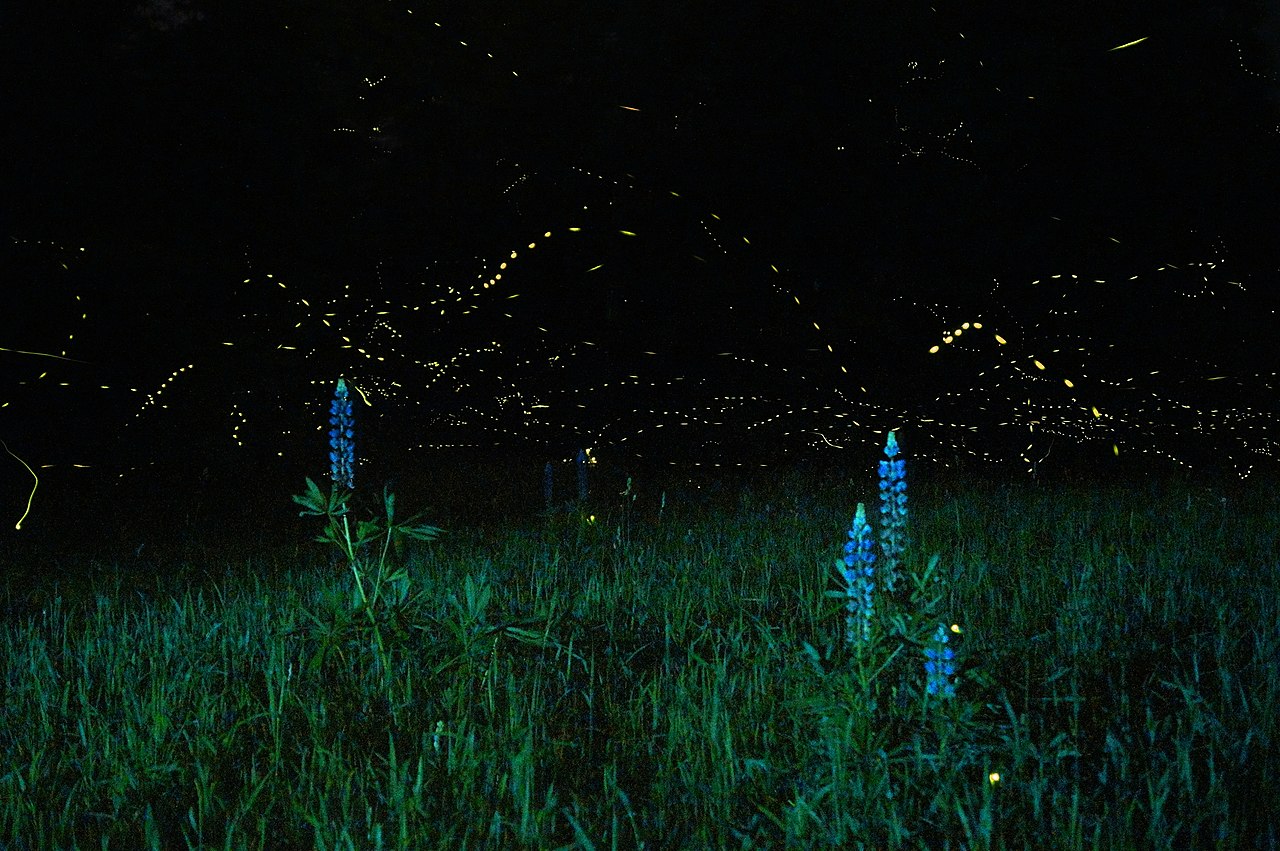 Fireflies