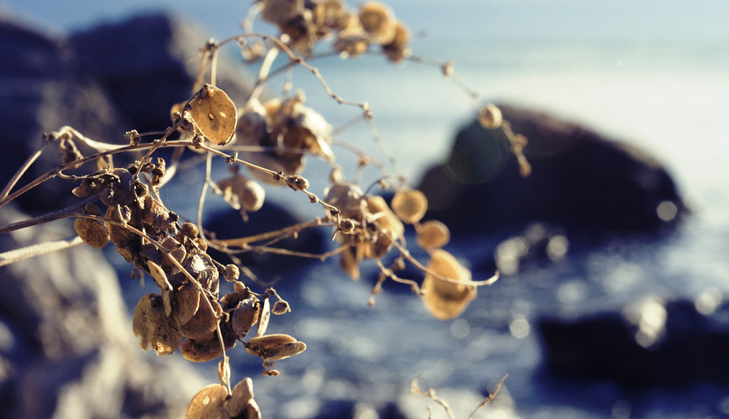 Italian poems about love, loss and the sea translated by Amy Newman