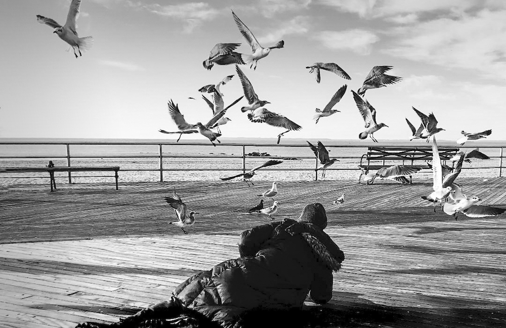 Feeding the Birds