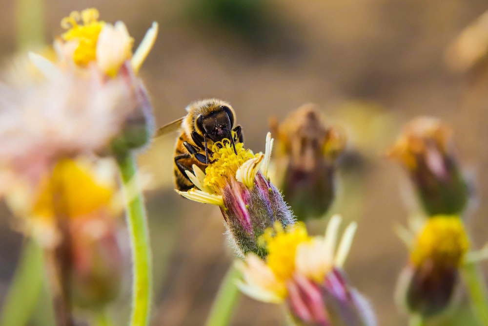 The Pollinator