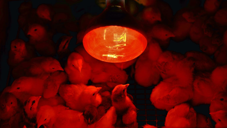 Baby chickens under a bright red heat lamp