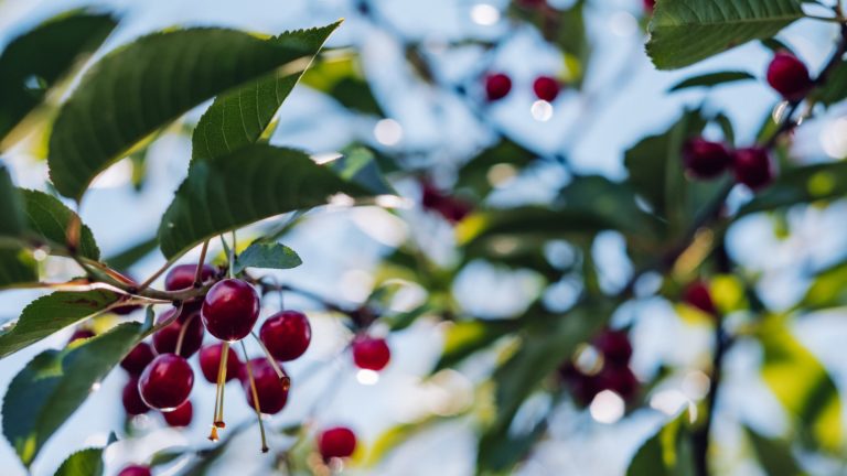 Cherries grow on a tree on a sunny day with a blue sky